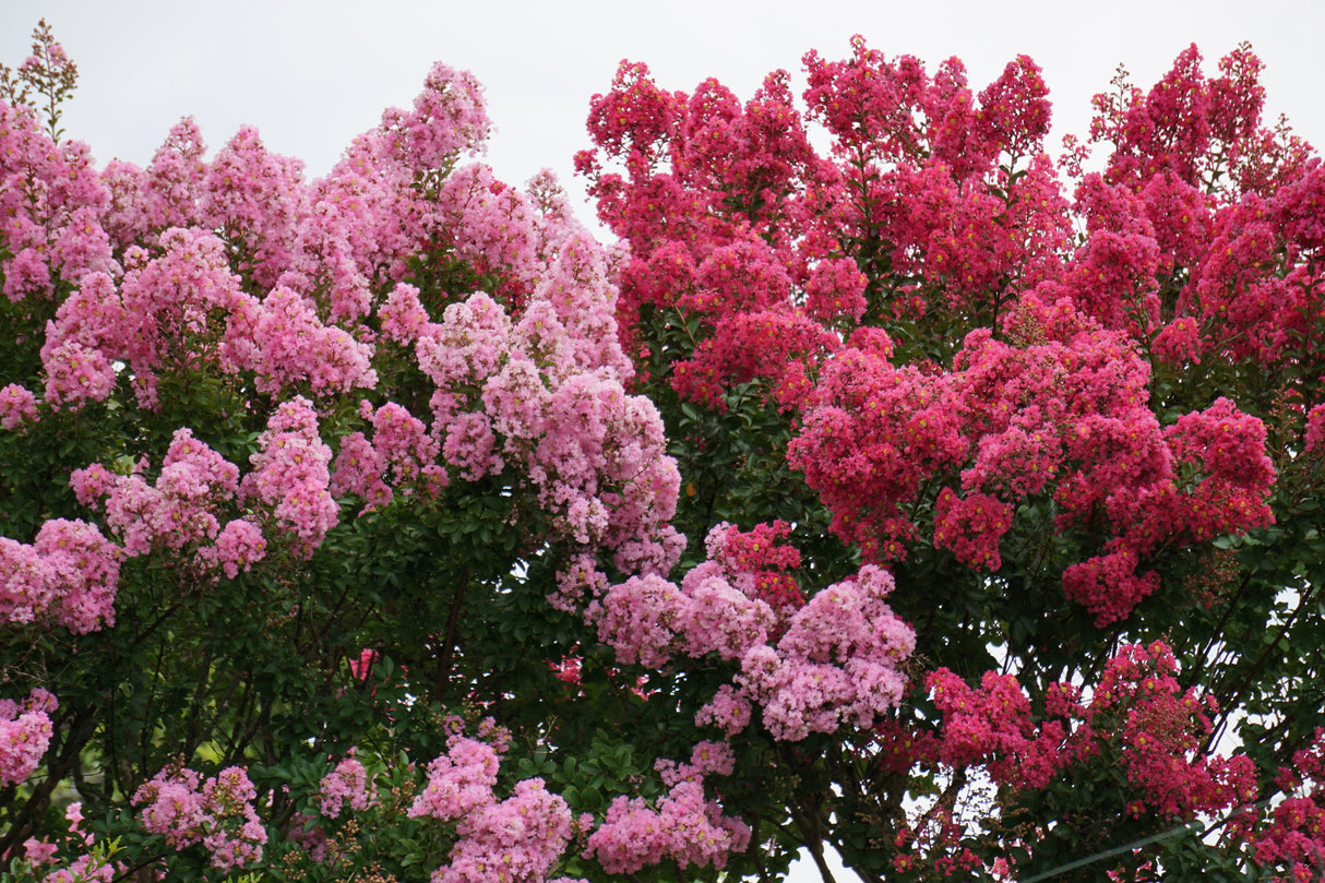 50 MIXED CREPE MYRTLE Lagerstroemia Indica Tree Shrub Crape 6 Color Mix - Red, Purple, Light Pink, Dark Pink, White, & Lilac Flower Seeds
