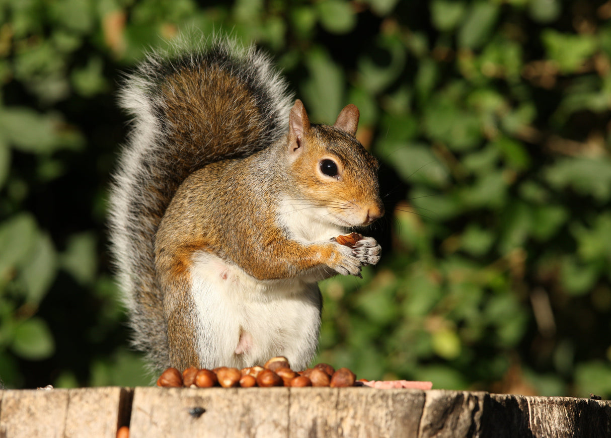 5 AMERICAN HAZELNUT TREE aka Filbert Corylus Americana Fruit Nut Seeds