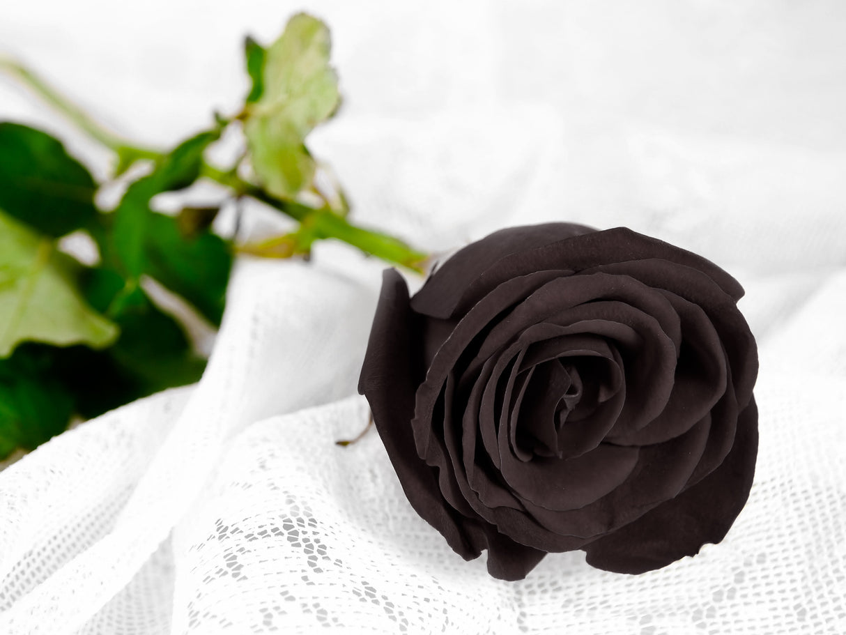 5 BLACK ROSE Rosa Bush Shrub Perennial Flower Seeds