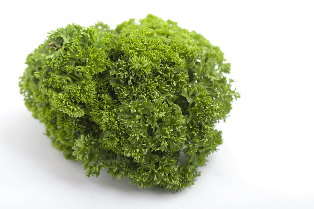 1500 TRIPLE CURLED PARSLEY Petroselinum Hortensis Herb Vegetable Seeds
