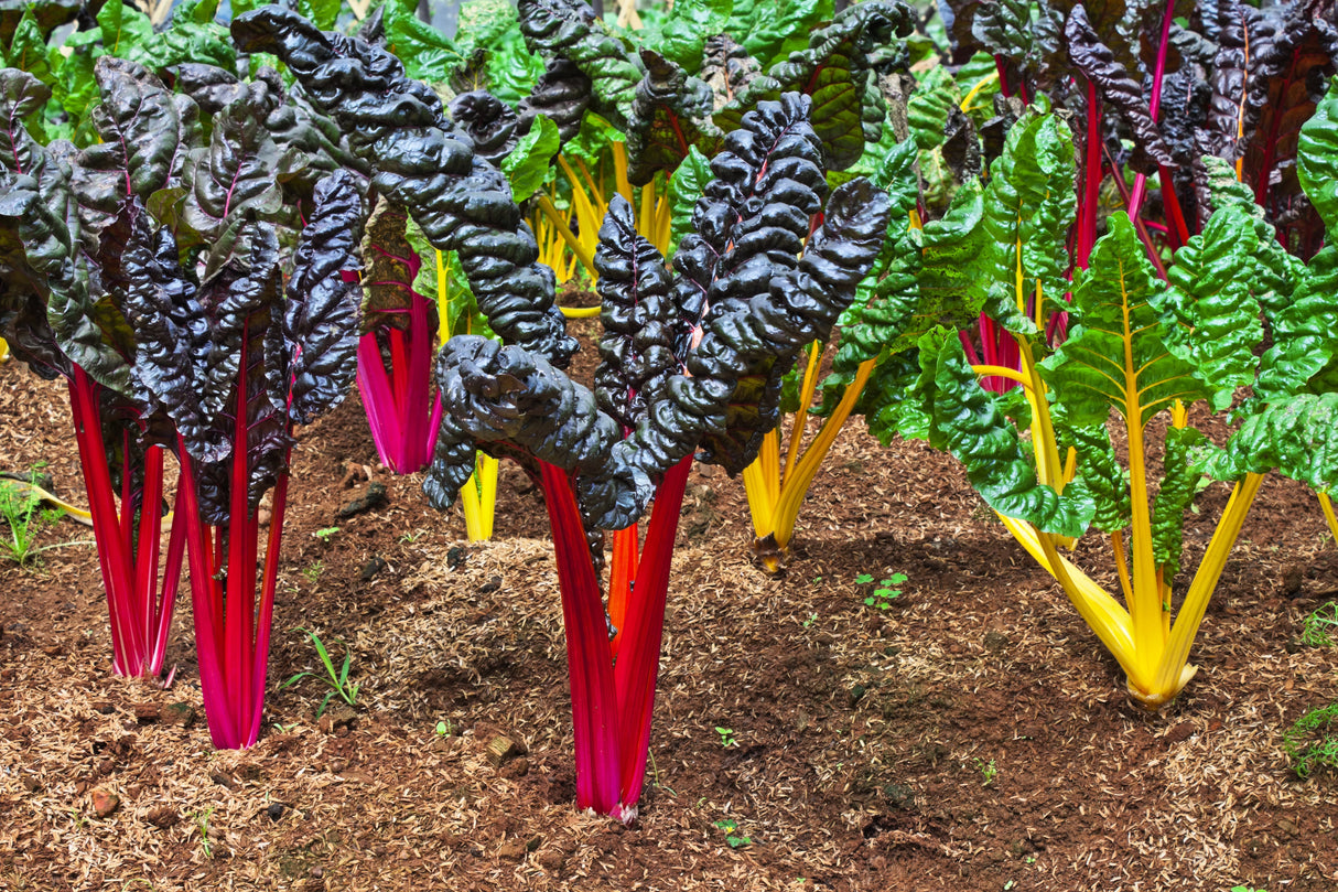 150 Mixed Colors NORTHERN LIGHTS SWISS CHARD (Perpetual Spinach) Beta Vulgaris Cicla Vegetable Seeds