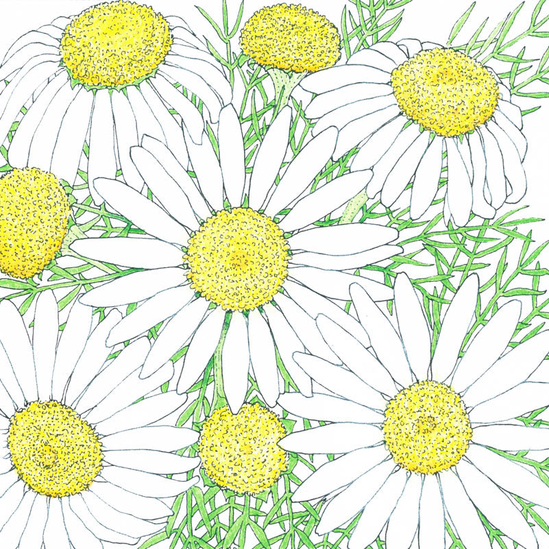 Organic Chamomile
