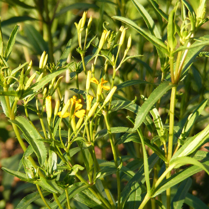 Organic Tarragon, Mexican