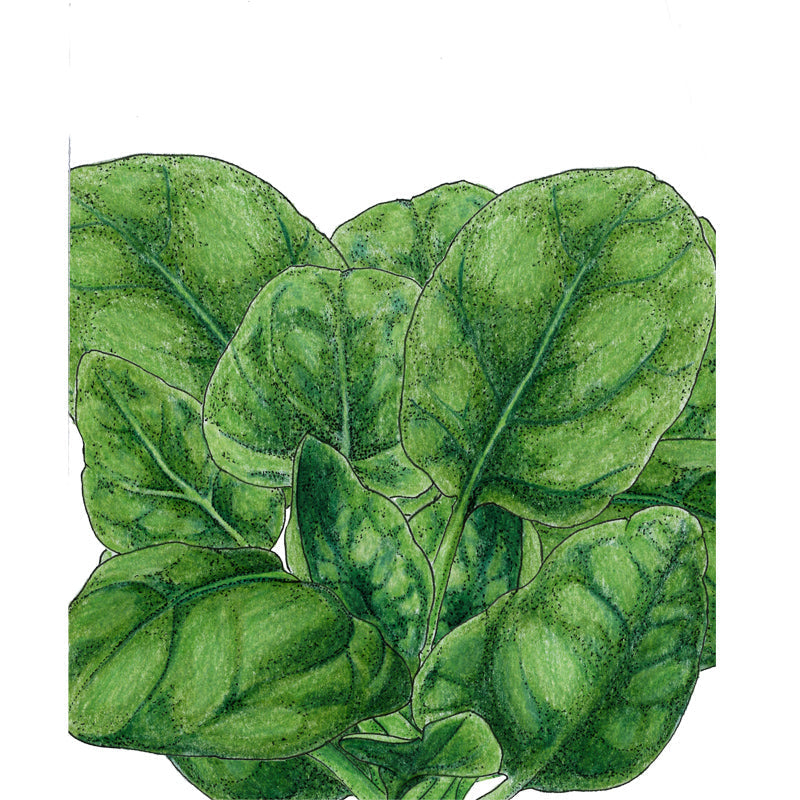 Verdil Spinach