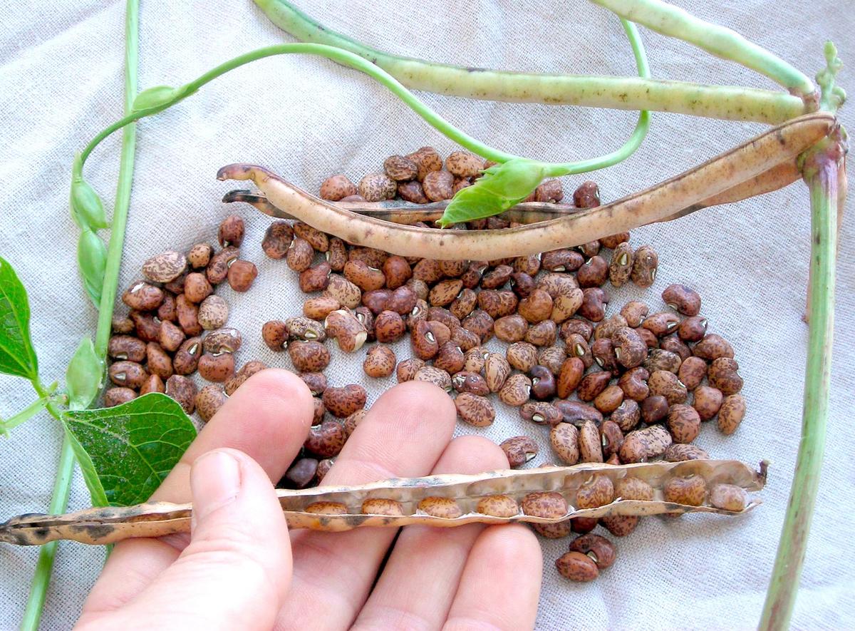 Whippoorwill Southern Pea