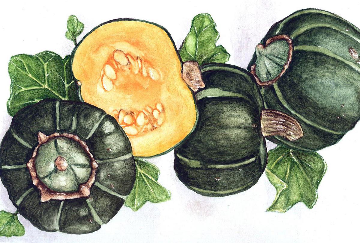 Buttercup, Burgess Winter Squash