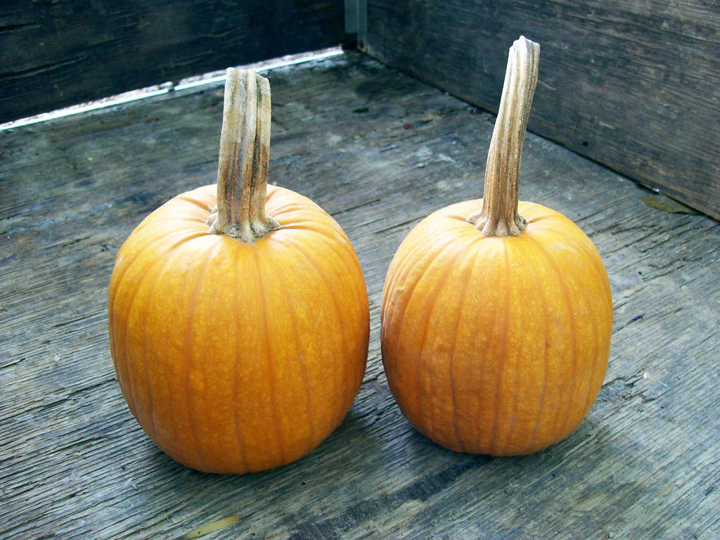 Small Sugar Pumpkin