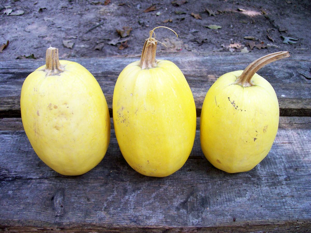 Spaghetti Squash (Vegetable Spaghetti) Winter Squash