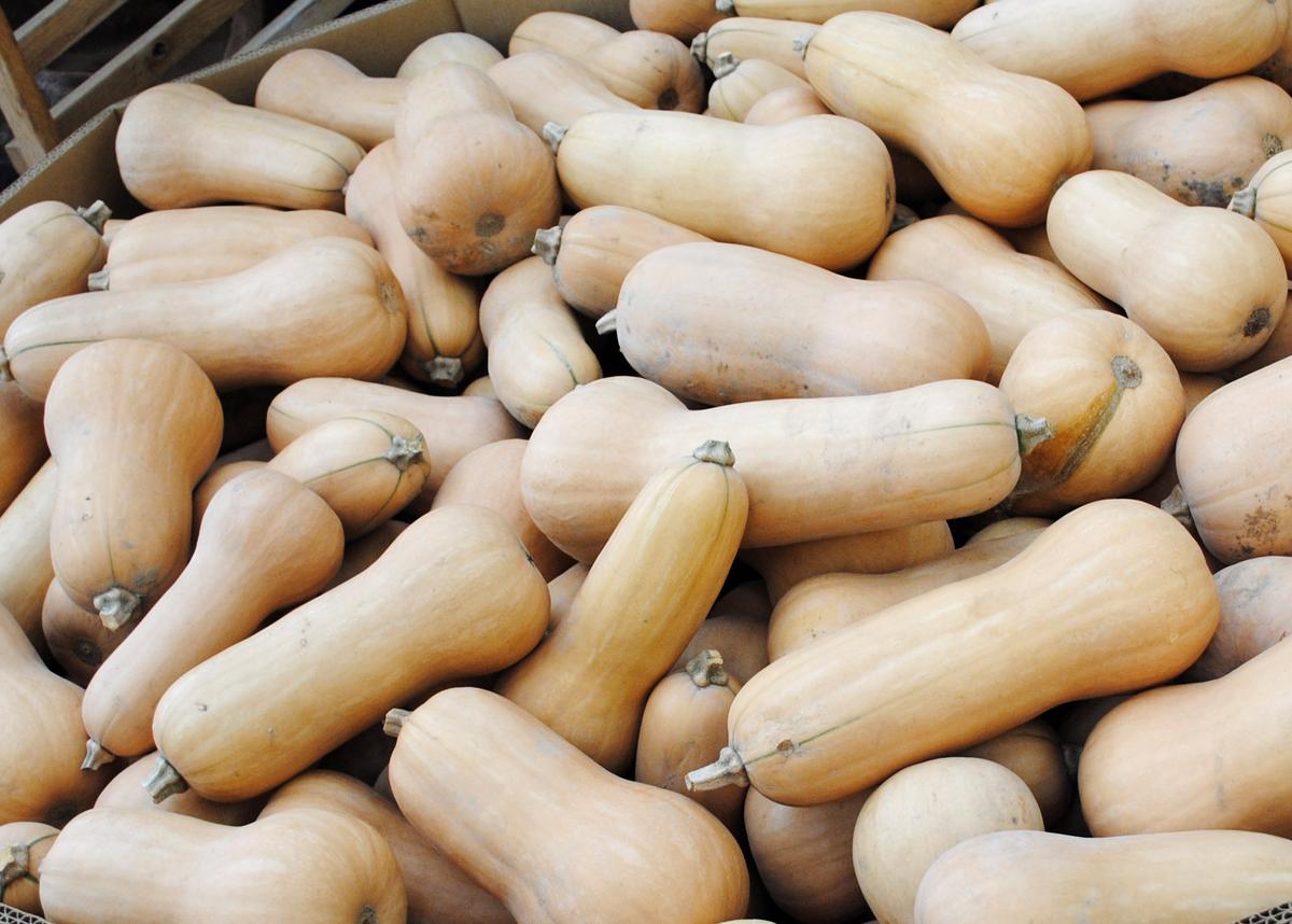 Waltham Butternut Winter Squash
