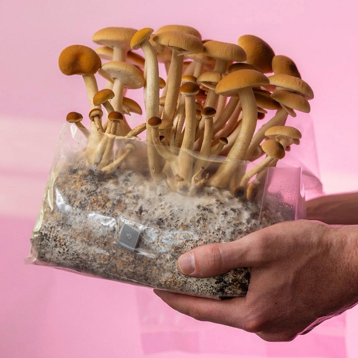 'ShroomTek' + Spore Boostr All-In-One Mushroom Grow Bag