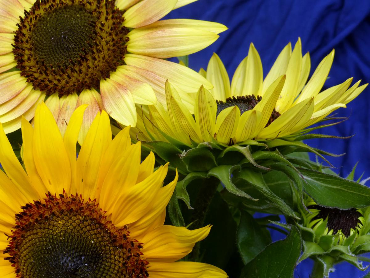 Autumn Beauty Sunflower