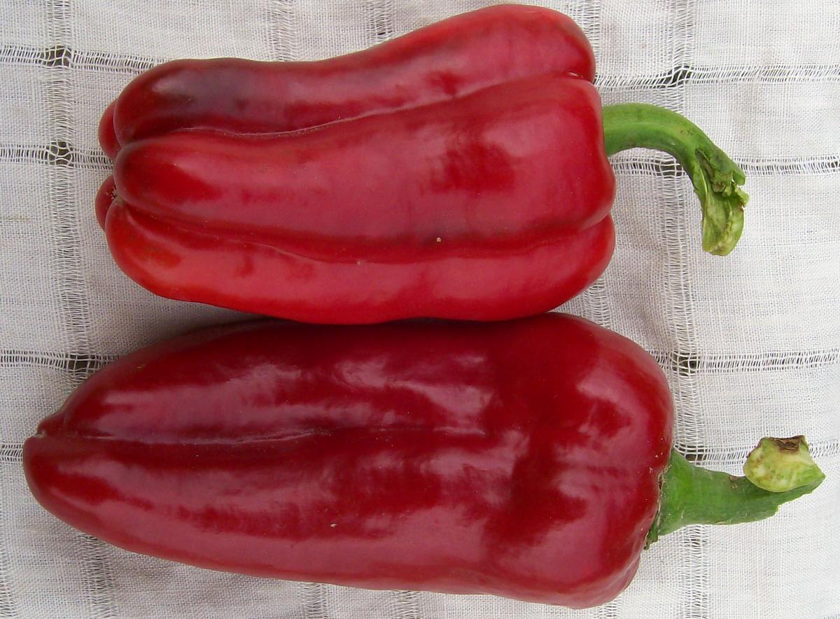 Marconi Sweet Bell Pepper