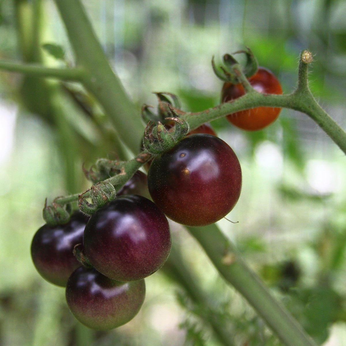 blueberry-tomato-homestead