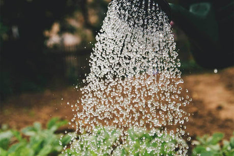 Maximizing Water Efficiency on Your Homestead: 10 Tips for Healthy and Abundant Crops