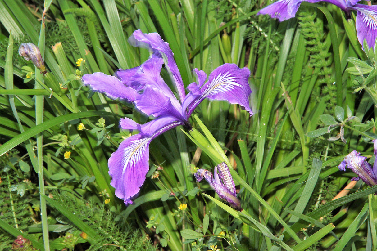 20 Blue & Purple OREGON IRIS ( Tough-Leaf Iris ) Iris Tenax Flower Seeds