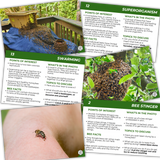 Educational Beekeeping Cards