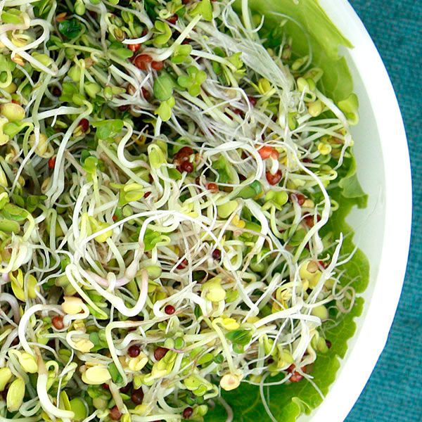 Broccoli Blend Sprouting Seeds