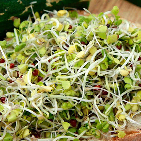 Broccoli Sprouting