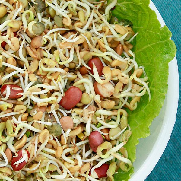 Spring Salad Mix Sprouting