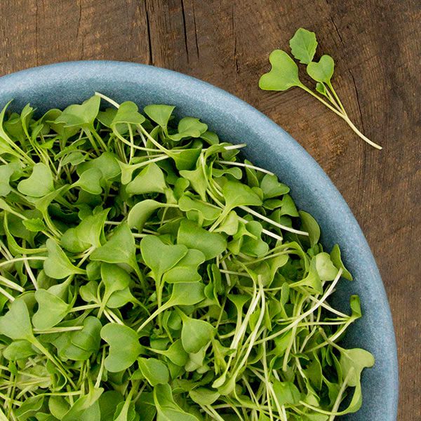 Broccoli Microgreens