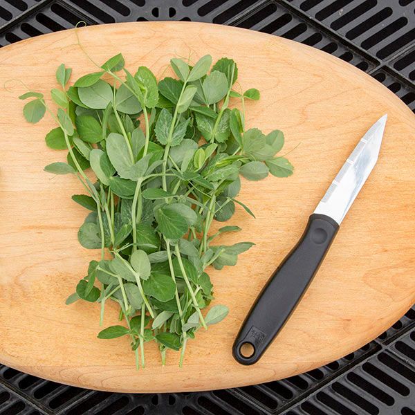Pea Shoots