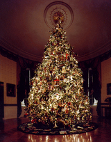 Grow Your Own CHRISTMAS TREE - Fraser Fir ( Abies Fraseri ) Gift Packet of Tree Seeds