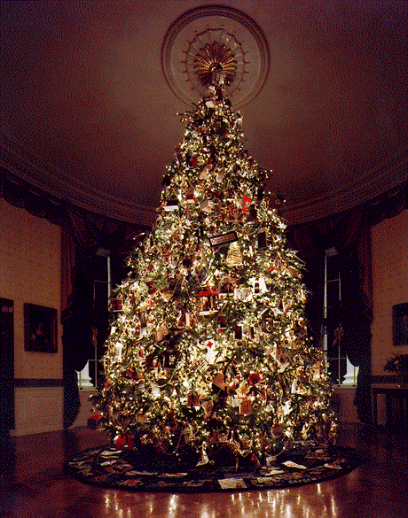 Grow Your Own CHRISTMAS TREE - Fraser Fir ( Abies Fraseri ) Gift Packet of Tree Seeds