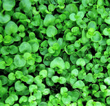 20 CORSICAN MINT Mentha Requienii Herb Fragrant Ground Cover Flower Seeds