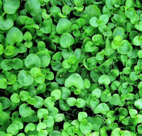 20 CORSICAN MINT Mentha Requienii Herb Fragrant Ground Cover Flower Seeds