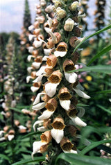 200 GRECIAN FOXGLOVE Wooly Digitalis Lanata Hummingbird White Yellow Purple Brown Flower Seeds