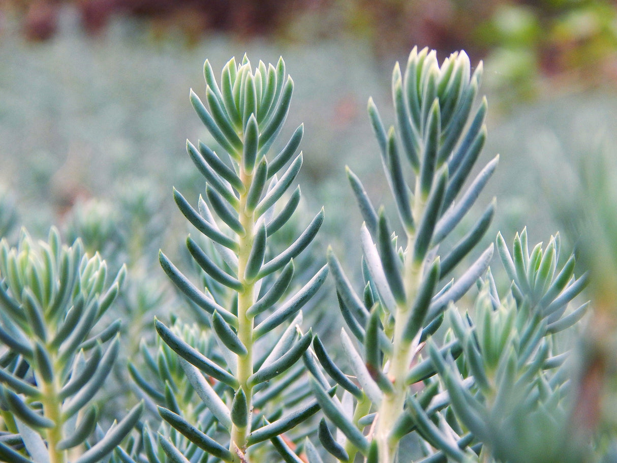 50 BLUE SPRUCE SEDUM Reflexum Succulent Jenny's Stonecrop Goldmoss Yellow Flower Seeds