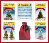 20 FRASER FIR Tree Abies Fraseri Christmas Tree Southern Balsam Fir Native Evergreen Seeds