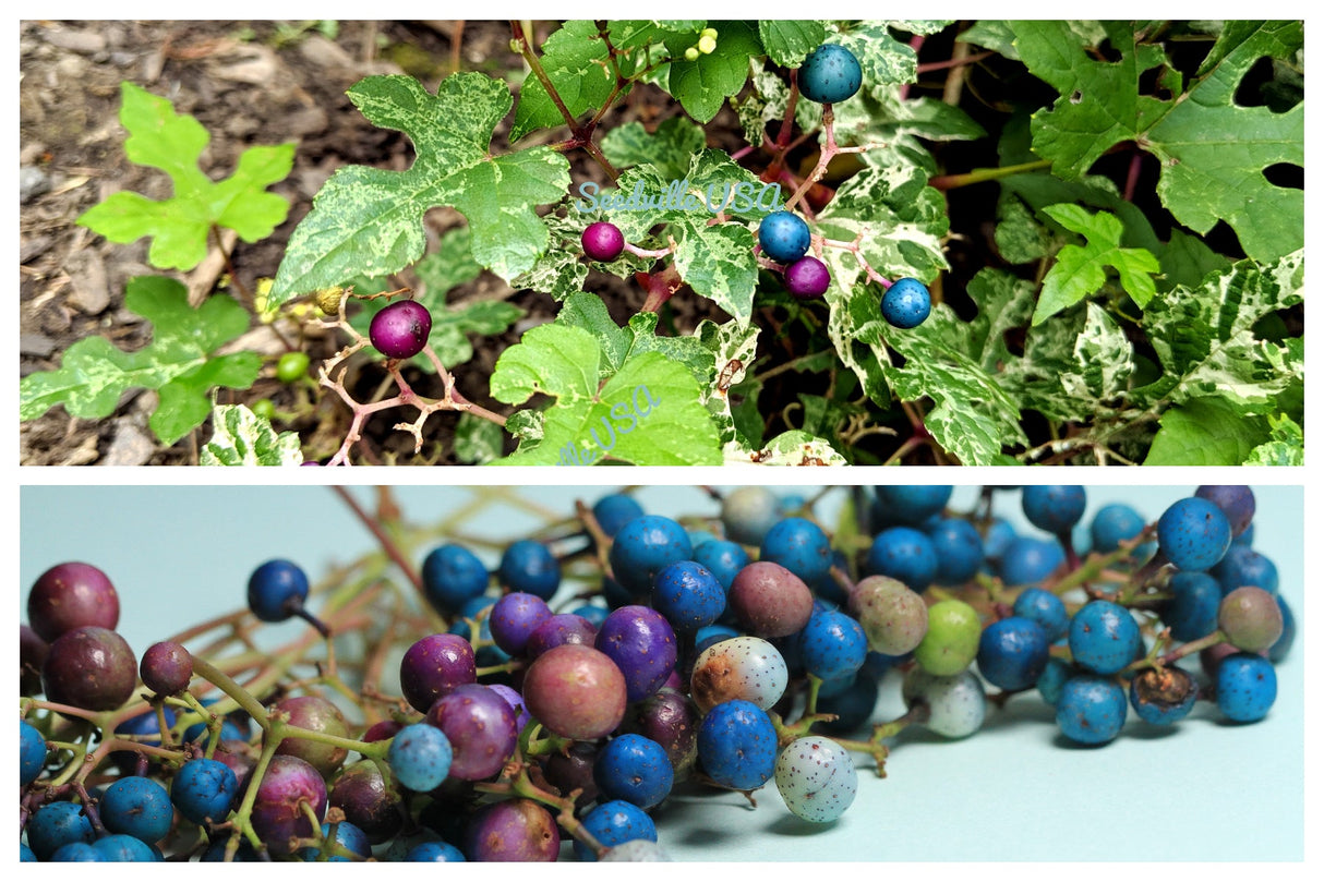 10 Variegated PORCELAIN BERRY VINE Ampelopsis Brevipedunculata Elegans Ampelopsis Glandulosa Amur Peppervine Blue Pink Purple Berries Seeds