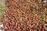 50 Red DRAGONS BLOOD SEDUM Stonecrop Sedum Spurium Flower Seeds