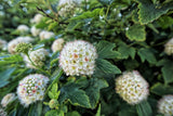 50 PACIFIC NINEBARK Physocarpus Capitatus Western Ninebark Native White Pink Red Flower Shrub Seeds