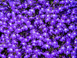 200 Lavender & White MRS CLIBRAN LOBELIA Erinus Flower Seeds