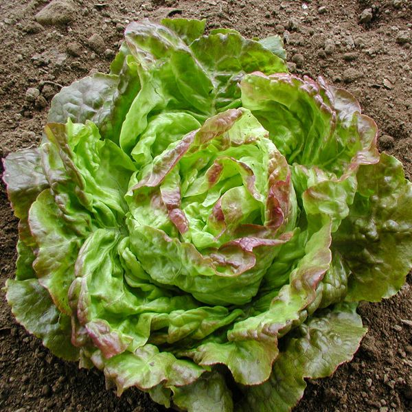 Pirat Lettuce