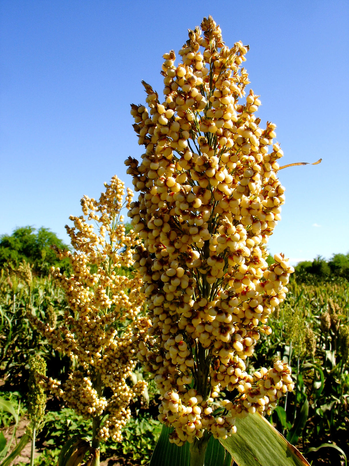50 TOP 76-6 SORGHUM Bicolor Syrup Flour Grain Vegetable Seeds