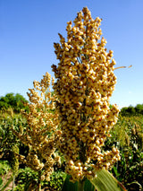 50 TOP 76-6 SORGHUM Bicolor Syrup Flour Grain Vegetable Seeds