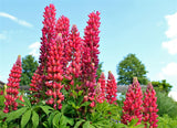 75 Mixed Colors RUSSELL LUPINE (Streamside, Bigleaf, Garden, or Washington Lupine) Lupinus Polyphyllus Flower Seeds