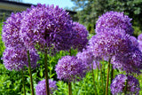 20 STAR OF PERSIA ALLIUM Christophii Silvery Amethyst Purple Flower Seeds