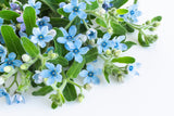10 TWEEDIA BLUE MILKWEED Southern Star of Argentine Tweedia Caerulea syn. Oxypetalum Flower Vine Seeds