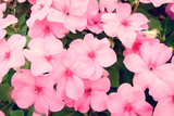 50 MIXED COLORS Dwarf IMPATIENS Walleriana Part Sun or Full Shade Red, White, Pink, Carmine, Scarlet, & Orange Flower Seeds