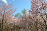 10 Japanese MOUNTAIN CHERRY Hill Cherry Prunus Serrulata Spontanea Pink & White Flowers Red Fruit Tree Seeds