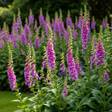 1000 PINK & PURPLE Mix FOXGLOVE Digitalis Flower Seeds