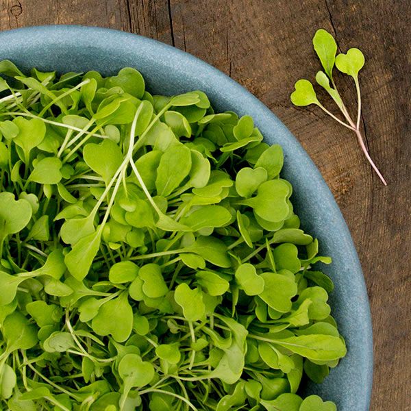 Arugula Microgreens