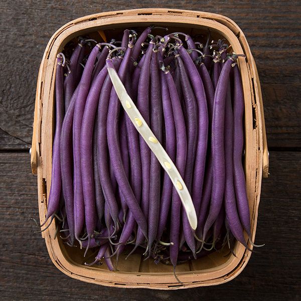 Celine Colored Snap Bush Bean