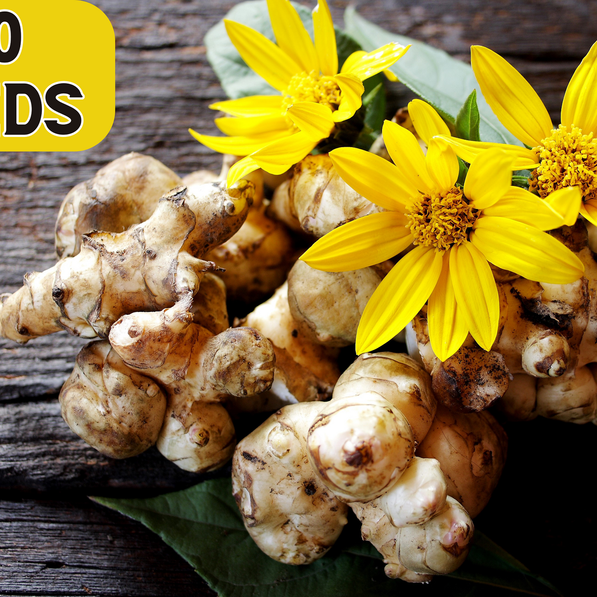 20 JERUSALEM ARTICHOKE Sunchoke Sunroot Helianthus Tuberosus Yellow Su ...