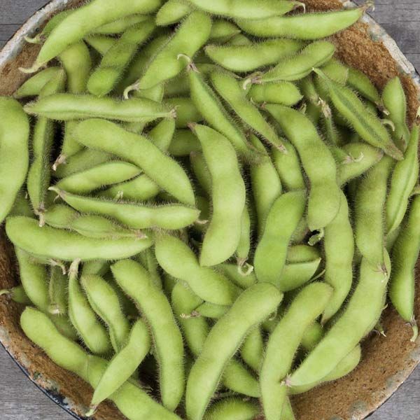 Chiba Green Soybean