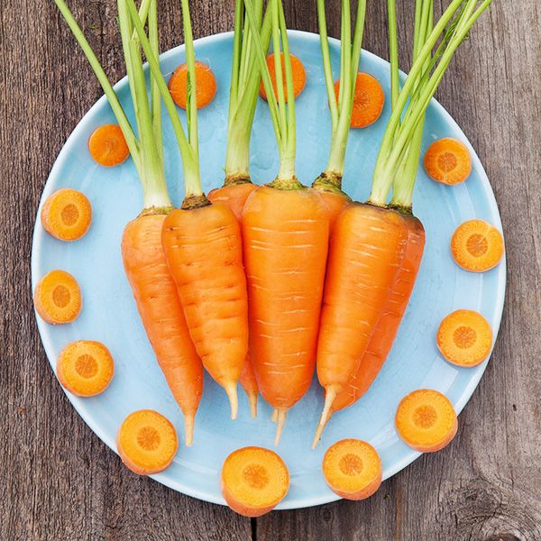 Red Cored Chantenay Carrot